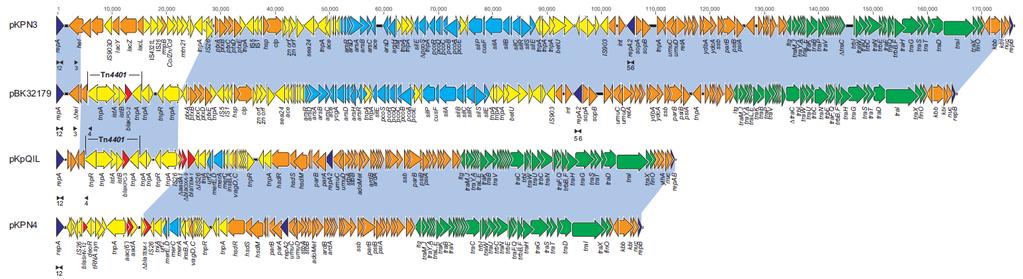 Genes blakpc y plásmidos bla KPC en plásmidos de diferentes tamaños altamente transferibles - andamiajes (scaffolds) más comunes y plásmidos conocidos derivados de la K.
