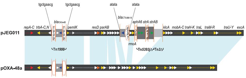 Gen blaoxa-48 y plásmidos Diseminación mayormente asociada a plásmidos IncL/M (Turquía, Líbano, Australia, España, Bélgica, ), pero tmabién a IncA/C e IncF Australia Turquía El gen bla OXA-48 en un
