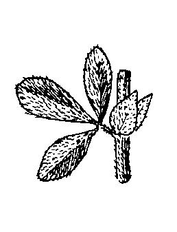 GENERO LOTUS L. Plantas herbáceas, a menudo lignificadas en la base, de pequeña a media talla. Anuales o vivaces.