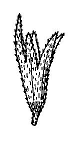 tetraphyllus L.). Estípulas diminutas, a veces glandulares (generalmente purpúreas), o ausentes.