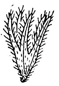Planta estolonífera, de 30-100 cm.