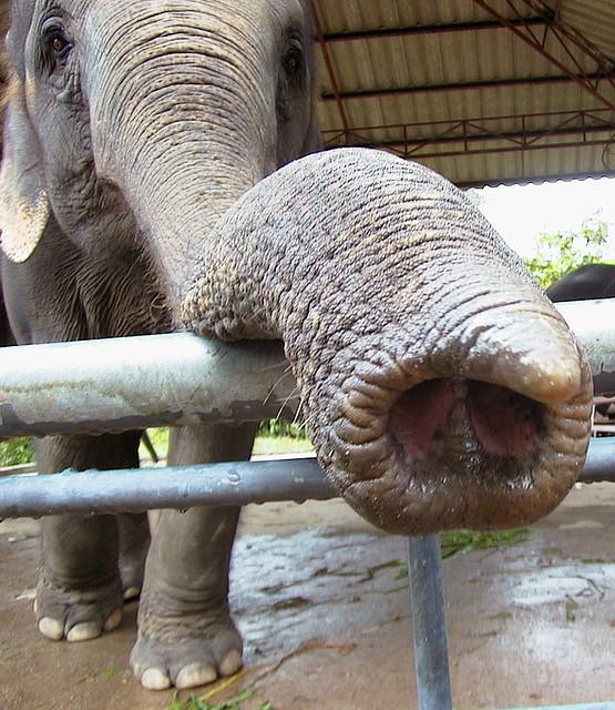 Un elefante puede usar su trompa para olfatear.