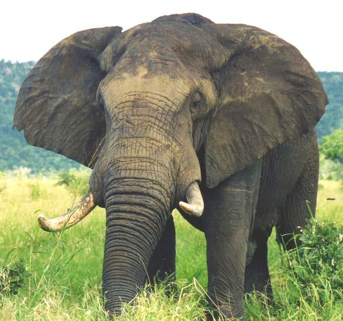 Los elefantes tienen orejas enormes.