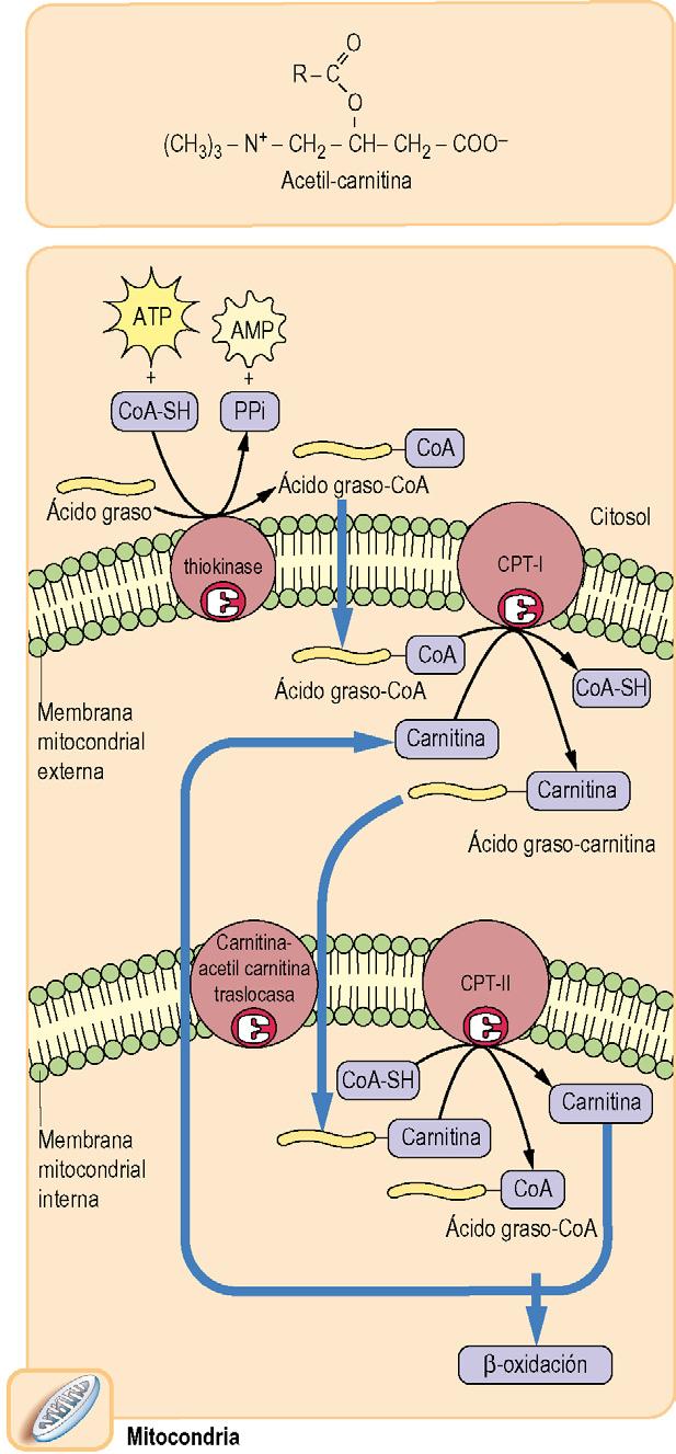 186 Metabolismo oxidativo de los lípidos en el hígado y el músculo Metabolismo de los ácidos grasos Clasificación por tamaño Número de carbonos Lugar de catabolismo Transporte de membrana Cadena