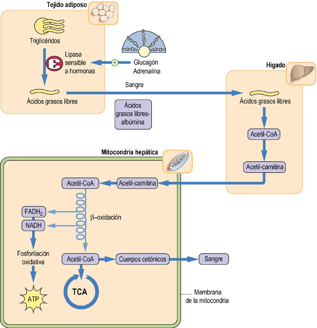 192 Metabolismo oxidativo de los lípidos en el hígado y el músculo Fig. 15-9 Regulación del metabolismo lipídico por el glucagón y la adrenalina.