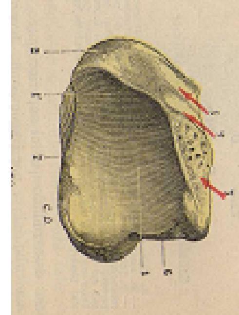 TIBIA-vista inferior 1.Superficie articular para polea astragalina 1.carilla articular interna para astragalo 2.Maleolo externo 3.