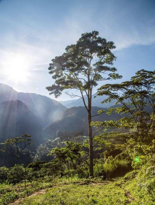 S El área forestal Serranía de los Yariguíes comprende el Parque Nacional Natural (59.016 has) y su zona de amortiguación (114.