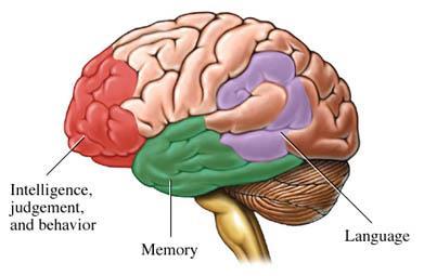 Mapas mentales Fisiología del Cerebro El sistema nervioso central (SNC) comprende el cerebro y la médula espinal y está constituido por