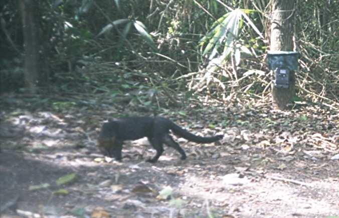 Yaguarundi Puma