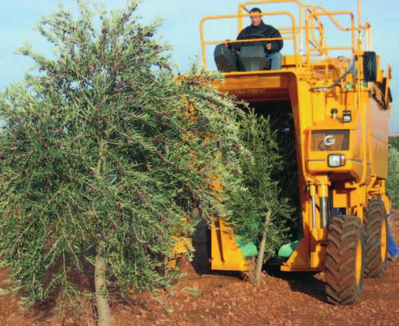 socioeconómica del olivar renovado. A este respecto se pueden dar unas cifras que sirvan de referencia, tomando como base el potencial productivo del olivo.