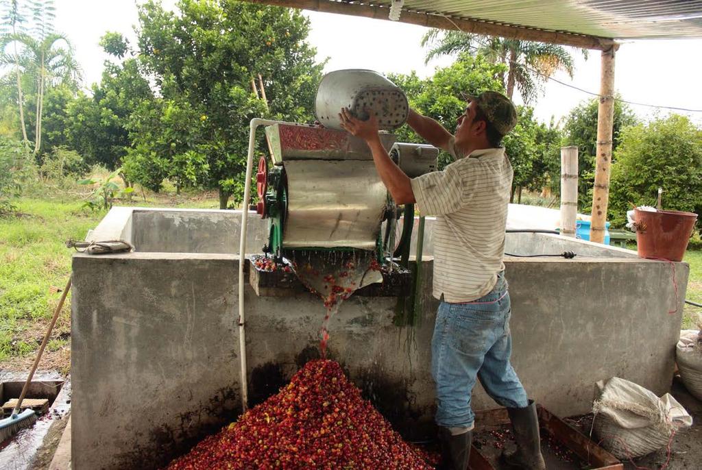 20 Para valorar el impacto ambiental ocasionado por el manejo, disposición y tratamiento de los subproductos del café sobre los recursos naturales, en términos de DBO 5, generados en el proceso de
