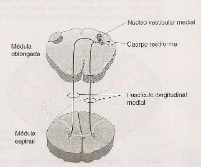Fascículo Vestibuloespinal Lateral -Inerva músculos extensores -Sus neuronas se originan en el núcleo vestibular lateral ipsilateral en el puente -Sus fibras descienden sin cruzarse hasta el funículo