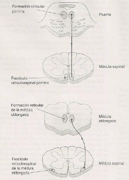 Fascículos Retículoespinales 6.
