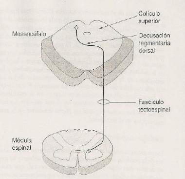 VI, XI activan la musculatura de los ojos Las fibras cruzan la decusación tegmentaria dorsal Descienden por el neuroeje y llegan al funículo anterior de la médula espinal cervical Las fibras terminan