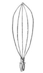 22 Morfología externa del girasol El cáliz es un capitulo solitario y rotatorio está rodeado por brácteas involucrales que reemplazan al cáliz de 4 a 5 cm de alto.