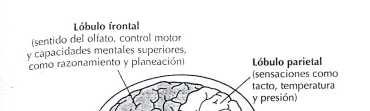 Lóbulos de la corteza cerebral Además de los dos grandes hemisferios, la
