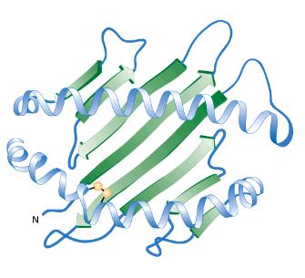 Estructura terciaria La conformación terciaria de una proteína globular es la conformación tridimensional del polipéptido plegado.