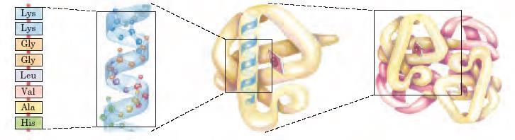 En resumen, la estructura de una proteína. Primaria Secundaria Terciaria Cuaternaria Combinación ilimitada de aminoácidos.