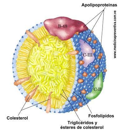 luminosa de la fotosíntesis (cloroplastos).