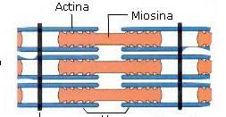 miosina, responsables de la contracción muscular.