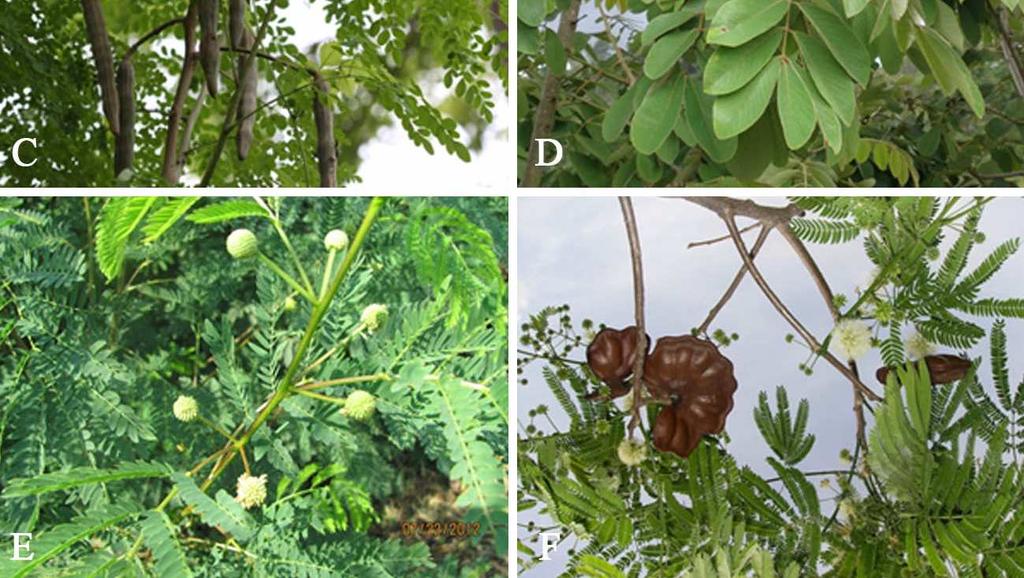 de regeneración natural, muestran que las especies arbóreas juegan un papel fundamental en la generación de diversos productos para el productor.