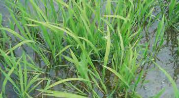 Recomendación de herbicidas. Arrozales de Andalucía Paspalum distichum o grama de agua.