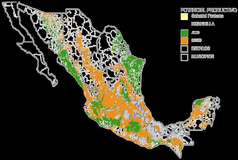 Potencial productivo de la higuerilla bajo condiciones de temporal en México Variabilidad en el