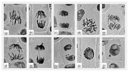 (a) Metafase normal, (b) Anafase normal, (c) Telofase normal, (d) C- mitosis, (e) huso mitótico anormal en anafase, (f) puente