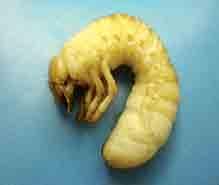 Las larvas conocidas por los productores como chizas o chancho gordo son de color blanco cremoso, de tamaño grande, hasta 40 mm de longitud.