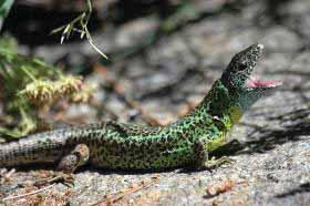 REPTILES: Respecto a los reptiles, la comunidad provincial se encuentra formada por 19 especies de las 33 registradas en la Comunidad de Castilla y León, que son: Lución (Anguis fragilis), Eslizón