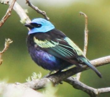 - (E) Black-bellied Tanager