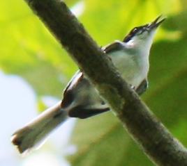 Vireo Southern Rough-winged