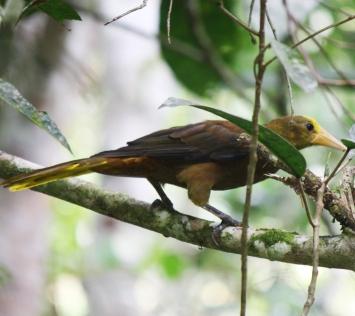 Red-crowned Ant-Tanager