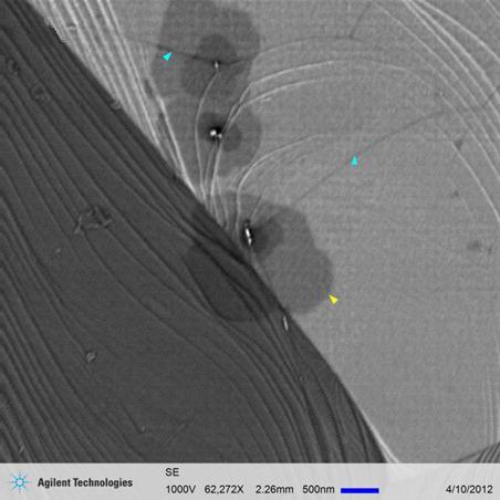 SEM imaging of a Graphene Film - CVD (chemical