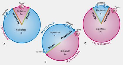 HAPLONTE: domina la fase haploide; la única fase diploide es el zigoto.