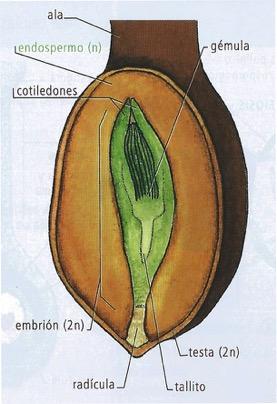 LA SEMILLA DE LAS GIMNOSPERMAS ENDOSPERMO (n): tejido nutritivo derivado de las células del arquegonio y del saco embrionario. Sirve de alimento al embrión.