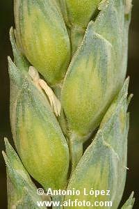 b) Triticum durum (Candeal y Taganrock) o Trigo Fideos: grano de forma elíptica sensiblemente alargado; de color ámbar claro; aspecto traslúcido, fractura