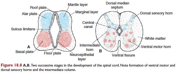 SNC: Médula Espinal Placa basal à