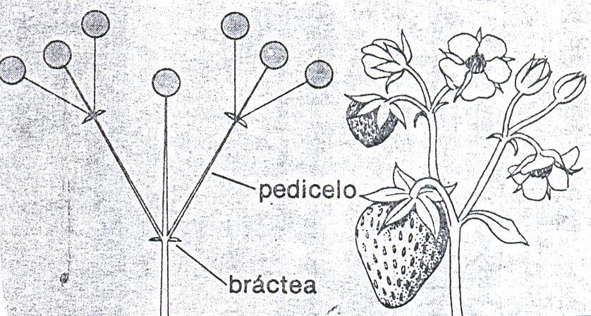 10... Ejemplo: girasol (Helianthus annuus L.) Ejercicio 7.