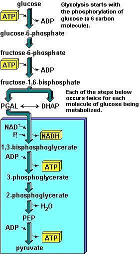 La glucosa, que inicia la vía glucolítica en animales, aparece en la sangre directamente de la degradación de polisacáridos complejos o de su síntesis a partir de distintas fuentes de carbohidratos