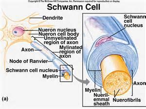 CÉLULA DE SCHWANN Células de Schwann: Producen una cubierta lipídica que rodea al axón conocida como vaina de mielina,que se