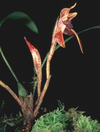 Fig. 5: Maxillaria