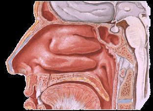Mucosa Olfativa: 1/3 superior Respiratoria: 2/3 inferiores, productora de moco, rica