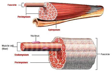 Músculo Esquelético Organización Tejido Conectivo El músculo está cubierto por tejido conectivo denso: epimisio.