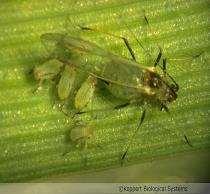 espiga, English grain aphid