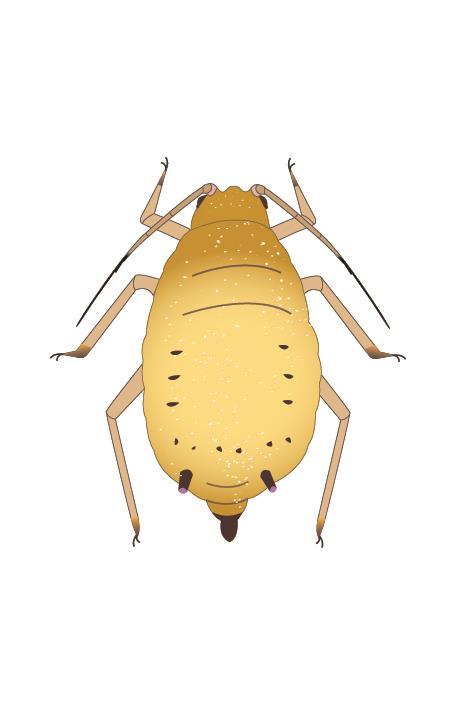 Nombre común: Pulgón amarillo del sorgo Siglas: PAS Nombre científico: Melanaphis sacchari/sorghi DIAGNOSIS Blanco a amarillo pálido en vivo, con o sin mancha dorsal abdominal.