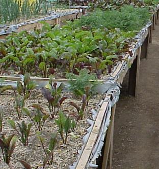 sustrato Area minima familiar para seguridad alimentaria: 12 m 2 El rendimiento de hortalizas frescas es superior a 40 kg / anual / m 2 ) Ingresos de huertas de 120 m 2 = 80-120 $US por mes por