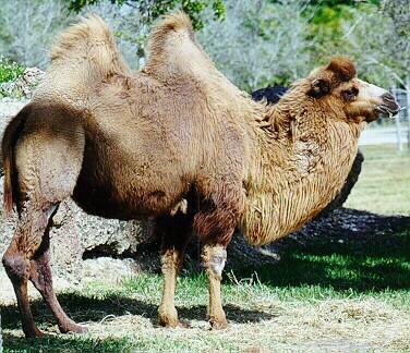 denomina «agua metabólica» (en los camellos, la degradación de la grasa de la joroba