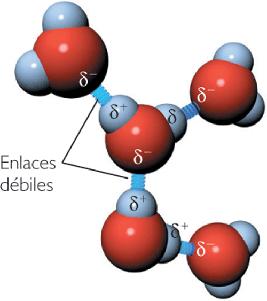Aunque son uniones débiles (30 veces más que los enlaces covalentes), el hecho de que alrededor de cada molécula de agua se dispongan otras 4 moléculas unidas por