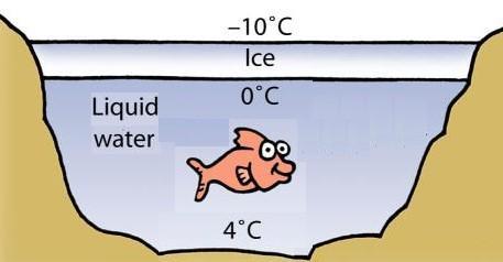 Ello explica que el hielo flote en el agua y que forme una capa